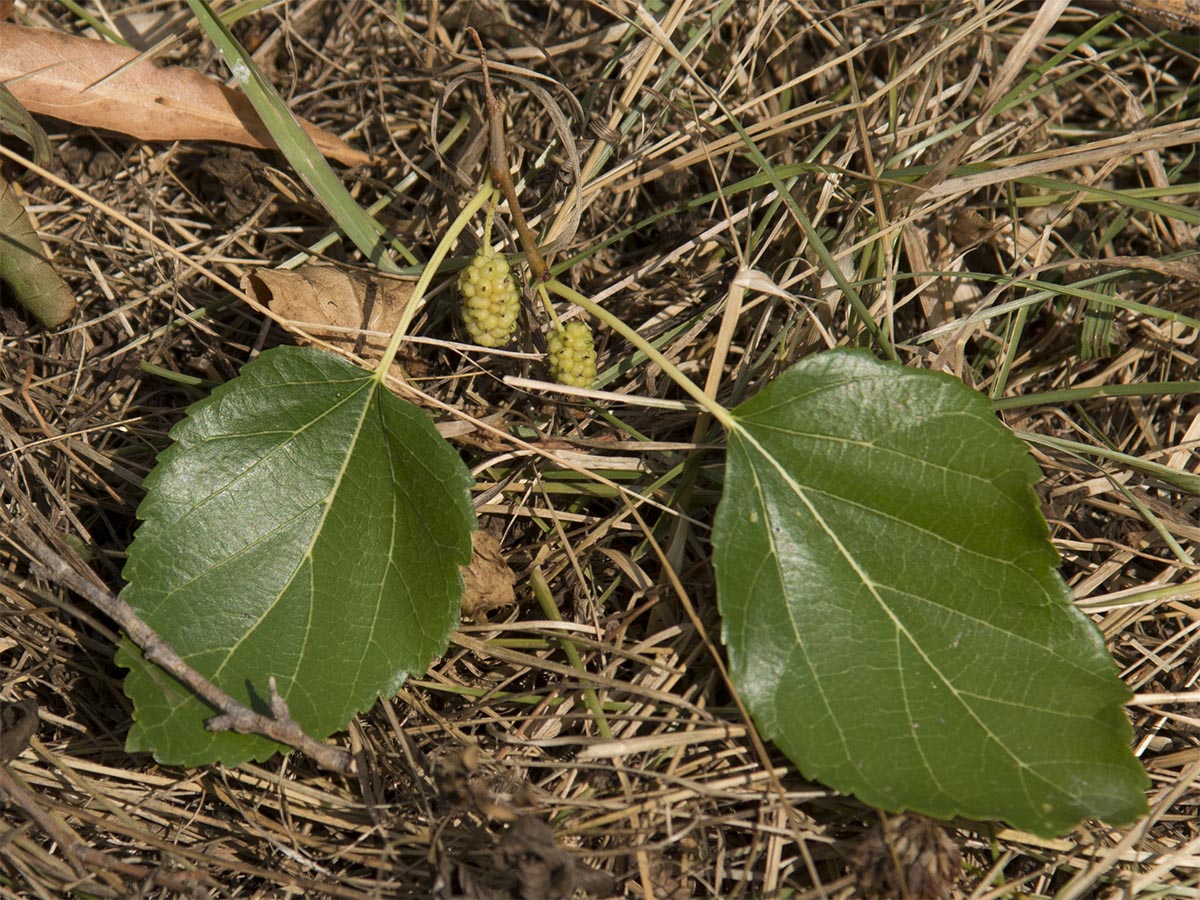 Morus alba